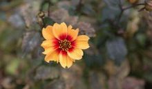 恭喜四生肖好事进家门，11月13号开始收获直线上升，时来运转做啥啥顺!