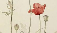 生辰八字取名：2020年10月17号出生的男孩根据楚辞取名字