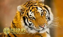 说减肥就一定要做到的生肖女