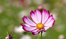 好运连连进家门，11月底随时准备发财的生肖，求财顺利，喜事多