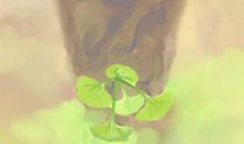 室内最好风水盆栽有哪些