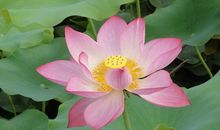 11月不骄不躁，滴水穿石，有望成功的4大生肖