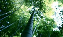 婚后很会过日子的生肖女