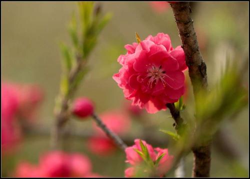 春天会为你带来美美的桃花运吗？