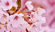 2020年元旦节天蝎座的桃花势好吗，能脱单成功吗