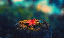 黄金11月，收获多多，生活欣欣向荣，绽放光彩的星座