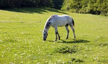 明天开始走好运的生肖属相