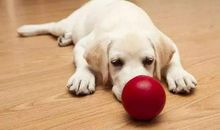 生肖狗哪个时辰出生的时间是最好的？(图文)