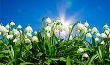 1959年的生肖何时好运(图文)