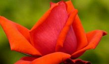 生活不缺福气，个个有钱花的生肖，11月财富挡不住，全家笑哈哈