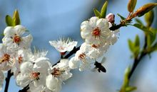 未来一个月好运加身，运势红得发紫，贵人帮扶，财旺福多的3生肖