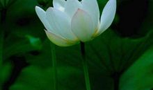 生活安顺，富不可言的生肖，2019年有钱没债务，万事皆大吉