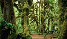 11月福运连绵，财气上佳的四大生肖，与财神爷结缘！