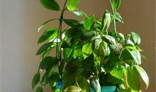 属猴人2021年2月份运势