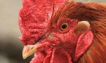 1957年属鸡的人2021年运势 65岁佩戴什么吉祥物好