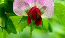 2020年万事皆顺，最不缺钱的生肖，从小富到大贵，福气满满