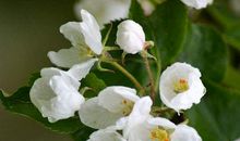 天生是万人迷的生肖女，婚后能助老公飞黄腾达，一生注定受尽宠爱