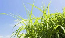 未来10天，运势满堂红，贵人助力，财运大旺的四大生肖