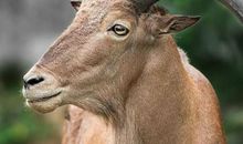 1955年属羊的人2021年运势 冲太岁67岁佩戴什么吉祥物好