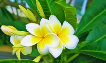 4月下旬起遇贵人相助，事业发展进步顺利，正财收入提高的四属相