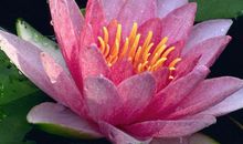 从6月份开始，摆正心态，拼命向前，扬帆起航的三大星座