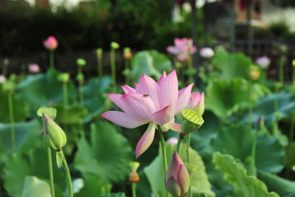 2月起财神关照，财运当头的四大生肖，事业一帆风顺！ 1