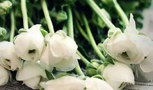 2020年农历十一月和十二月生肖属龙和生肖属蛇订婚吉日有哪些