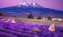 11月福气不浅，福利双收，福禄双全的4个生肖