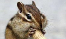 1960年属鼠人2020年本命年多少岁，今年运势如何