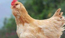 2020年属鸡生肖破太岁，破太岁是什么意思