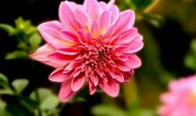 11月财神保佑，求财得财，财富如雨的四个生肖