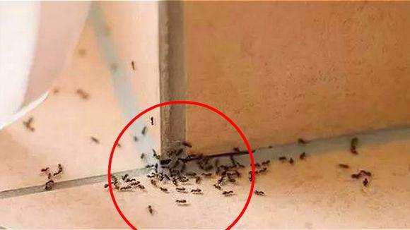 家中有蚂蚁怎么办