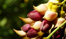 未来俩月收入水涨船高，命里多贵人，顺风顺水，时来运转的四属相