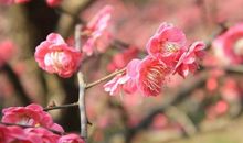 11月下旬好运来袭，富贵盈门，日子越过越红火，贵人多助的生肖