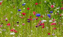 1985年的生肖何时好运(图文)