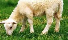 属羊2021年运势及运程 2021年属羊人的运势