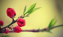 属虎的人2020年4月运势