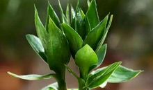 11月仙人指路，喜鹊报喜，兴旺发达的4个生肖