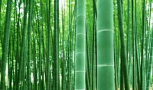 11月好运傍身，翻身做大富翁，风调雨顺的四大生肖