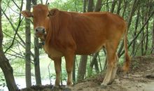 1985年属牛本命年要注意什么有什么讲究, 36岁本命年很可怕吗