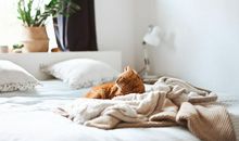 赵名辉塔罗测试：我的事业运势