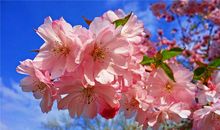 1962年的生肖何时好运(图文)