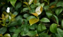 下周起延续好运，事业上取得进展，贵人出现，运势极佳的四属相