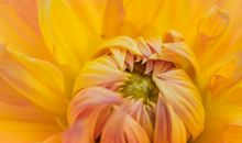 这3生肖桃花运旺盛，11月份脱单遇正缘，婚姻更加幸福美满！