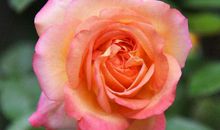 11月运势开始上涨，钱财如泉涌，生活无忧，惹人羡慕的生肖