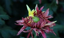 11月到，桃花大势盛开，这三大生肖适合表白极易成功，有你吗？