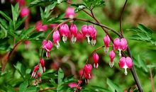 11月中旬起发财之路顺畅，生活大吉大利的生肖，赚得腰包鼓鼓