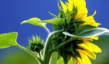 11月起赚大钱发大财，收入翻倍往上涨，一辈子生活富足的3生肖