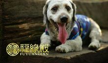 1970属狗运程2017年运势