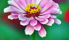 11月开始不能小看的的生肖，财运爆发拦不住，富贵进门享荣华